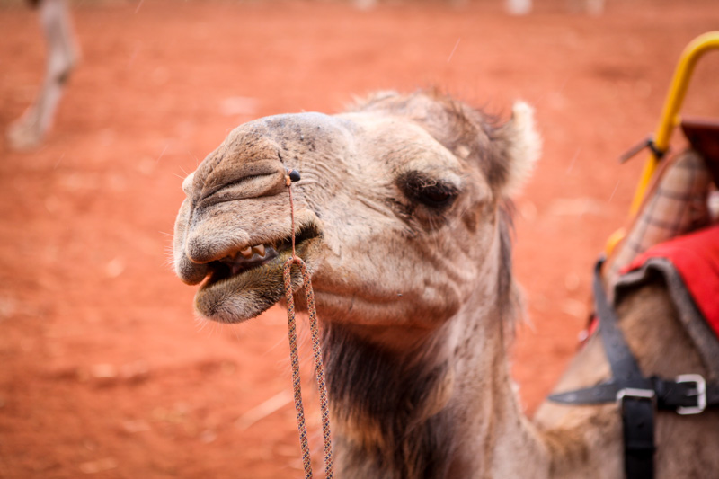 “懒虫达西”是乌鲁鲁的明星骆驼（摄影 马小龙）