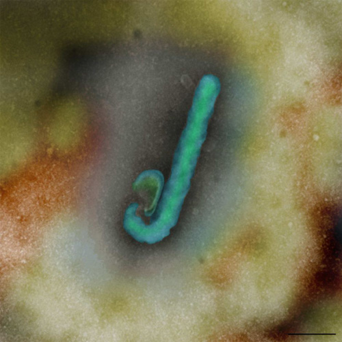 澳大利亚动物健康实验室获得的埃博拉活体病毒