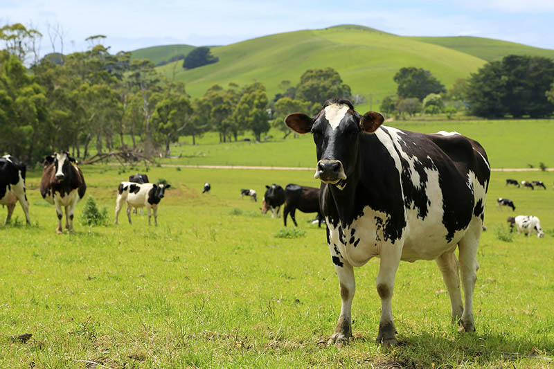 澳大利亚墨尔本Gippsland奶区的奶牛（摄影 贺吉）