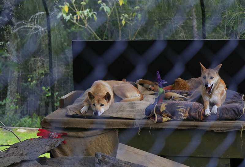 莫戈动物园的两只Dingo在温馨的小窝中休息（摄影 贺吉）