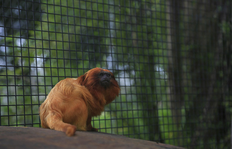 在笼中静静坐着的金狮绢毛猴（摄影 贺吉）