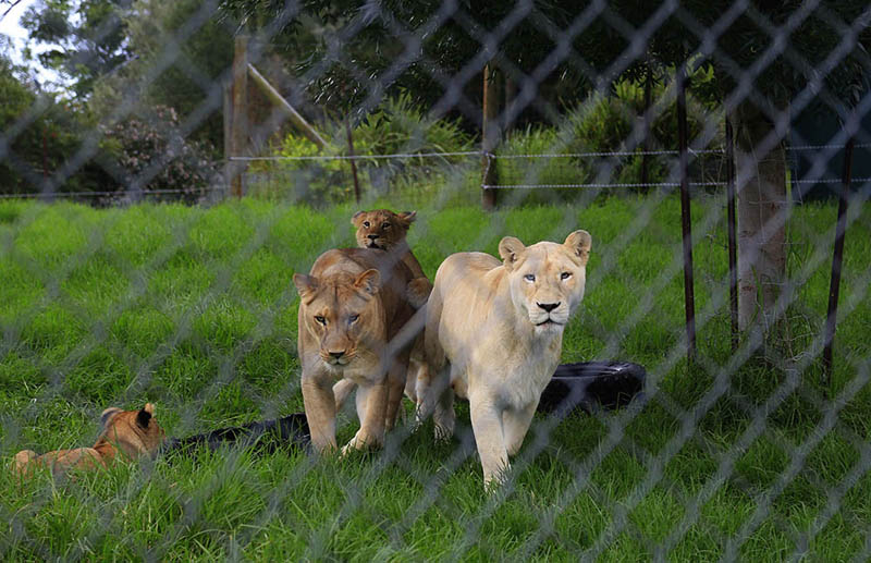 两只母狮子带着小狮子们在草坪玩耍（摄影 贺吉）