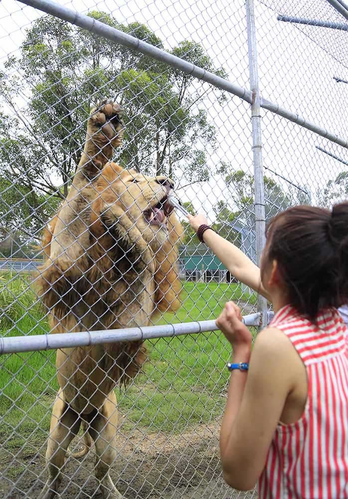 动物园中还可以喂狮子（
