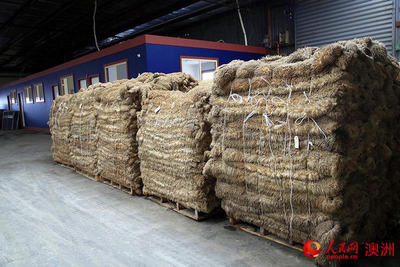 澳斯兰生皮出口加工厂堆放的初期制作的羊毛（摄影 贺吉）