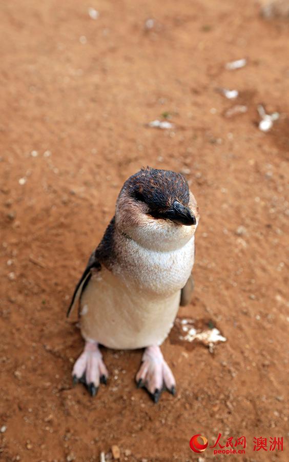 维克多港花岗岩岛的小企鹅（摄影 贺吉）