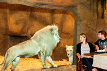 澳大利亚动物园中开旅馆 可与动物共进晚餐