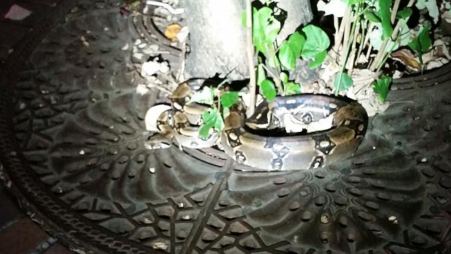 黄金海岸警方错误放生的巨蟒（图片来源：黄金海岸警方）