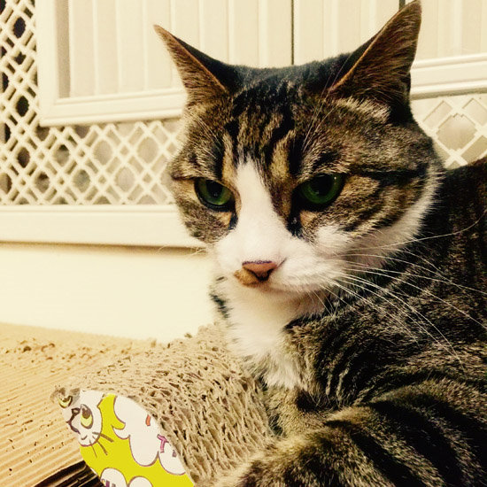 悉尼“快闪店”形式的猫咪咖啡馆即将开张（摄影 贺吉）