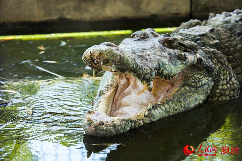 一场鳄鱼的“视觉盛宴”—— 达尔文鳄鱼公园