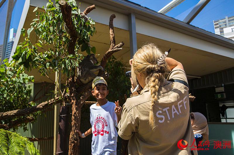 悉尼野生动物园中游客与考拉合影（摄影 贺吉）