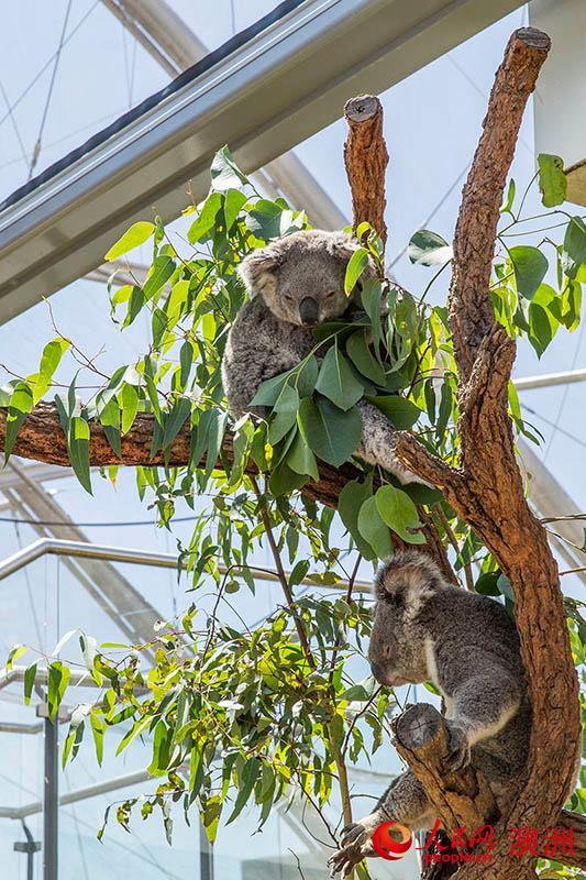 悉尼野生动物园中的考拉（摄影 贺吉）