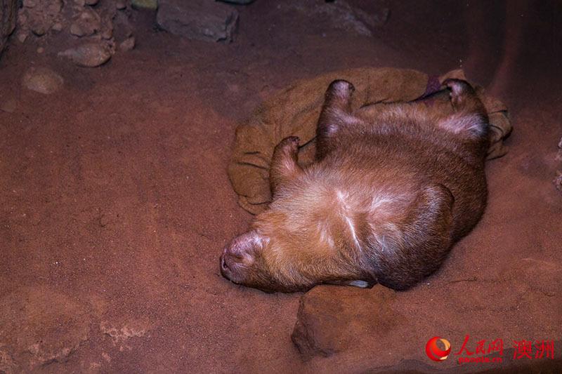 悉尼野生动物园中呼呼大睡的地袋熊（摄影 贺吉）