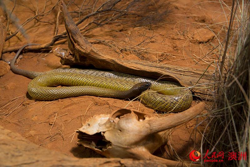 悉尼野生动物园中的蛇（摄影 贺吉）