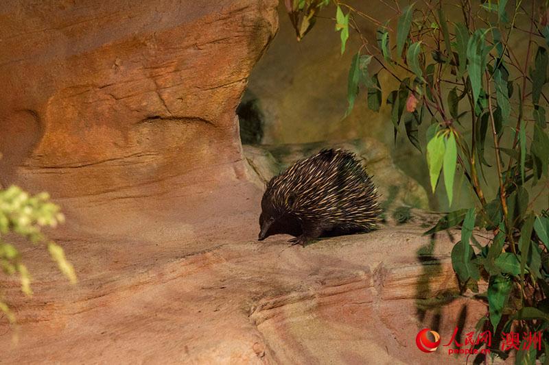 悉尼野生动物园中的针鼹（摄影 贺吉）