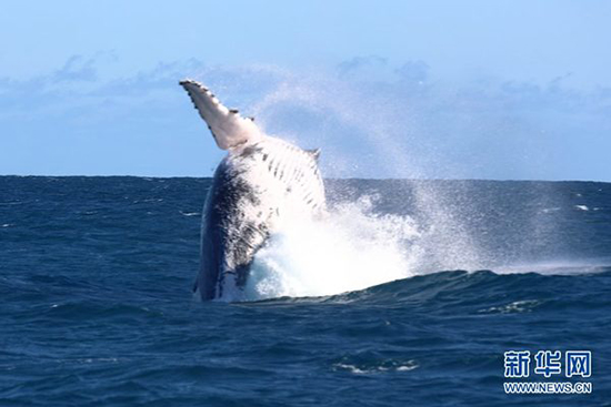 近日拍摄的照片显示，一头鲸鲨在西澳大利亚宁加鲁礁游弋。当地开展潜水游，游客可以在导游带领下潜水，近距离观察海洋生物。新华网发（林南星摄）