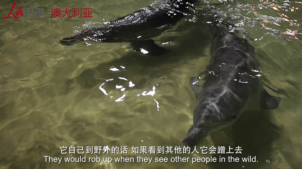 微视澳洲04：海豚岛之喂食野生海豚