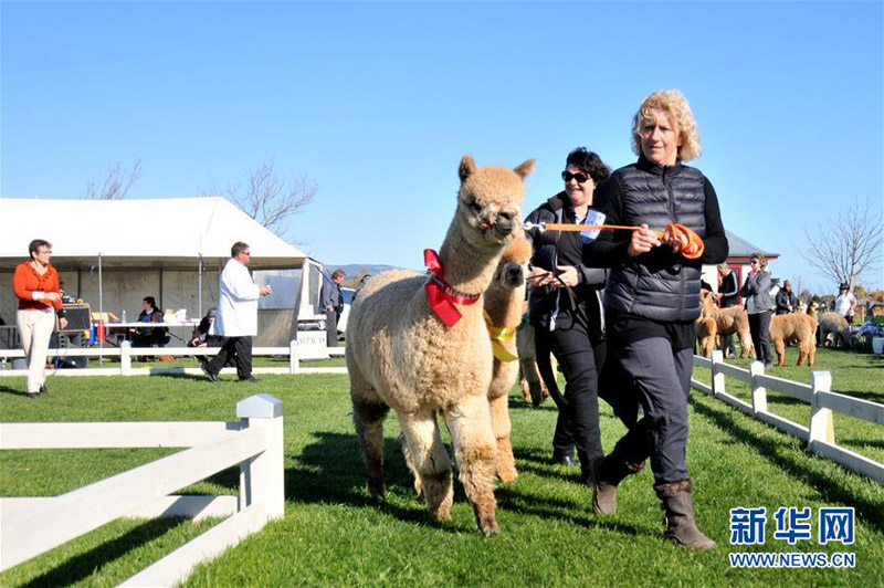　　9月10日，在新西兰南岛的克赖斯特彻奇，获奖选手牵着羊驼走出比赛场地。　　当日，克赖斯特彻奇坎特伯雷农业公园内举行一年一度的羊驼展览和比赛，来自南岛各地的羊驼随主人前来“竞技”。比赛根据羊驼的性别、年龄划分成不同的组别，由经验丰富的裁判评分来“一决高下”，评分依据包括羊驼外形、步伐、毛质等。　　新华社记者宿亮摄