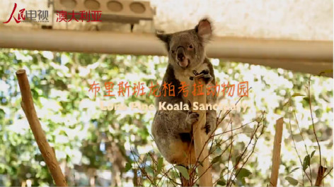 微视澳洲10：龙柏考拉动物园