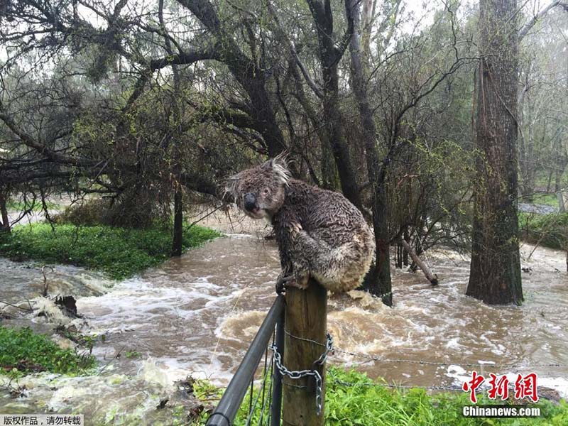 当地时间9月14日，澳大利亚阿德莱德山斯特灵，一只考拉逃出洪水淹没地区，暂时栖身栅栏上。