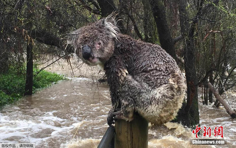 当地时间9月14日，澳大利亚阿德莱德山斯特灵，一只考拉逃出洪水淹没地区，暂时栖身栅栏上。