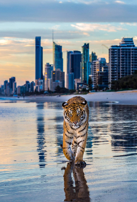 一只来自澳大利亚昆士兰“幻想世界”主题公园的小老虎阿迪拉，日前在著名的黄金海岸沙滩上清晨漫步。