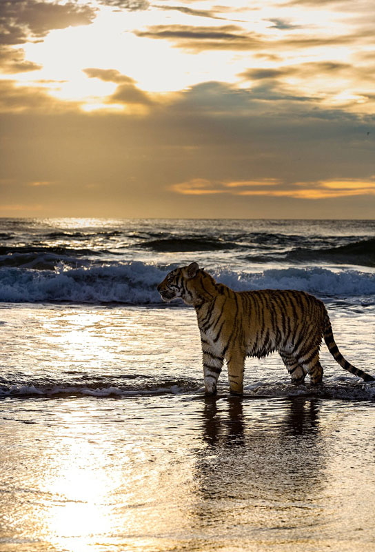 19日清晨，阿迪拉在训虎师和昆士兰警察的陪伴下，在黄金海岸最知名的海滩上悠然漫步。“梦幻世界”生命科学部门的主管主任穆奇（Al Mucci）表示，这一举动其实是为了筹集保护野生老虎的资金，增强大众保护老虎的意识。