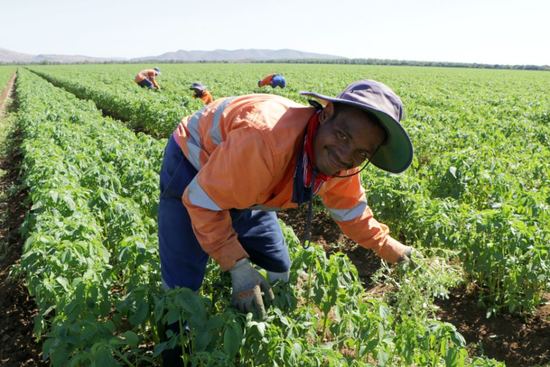 移民带动澳洲农业发展 政府花重金撩背包客-