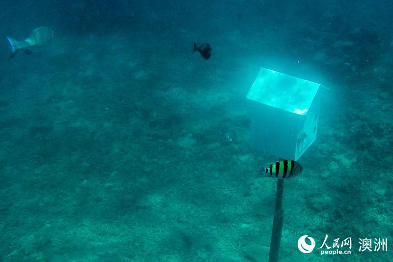 斑斓的海底生物在瓦努阿图水下邮筒旁畅游 （摄影 马思濛）