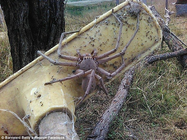 据英国《每日邮报》11月3日报道，近日在澳大利亚昆士兰州的一家农场内惊现巨型蜘蛛，有人把这只正在扫帚上爬行的蜘蛛拍摄下来并发到网上，立刻引起轩然大波，有人评论：“为什么有人敢靠近一个如此可怕的生物？”