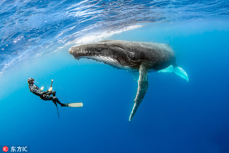 32岁美女摄影师Nadia Aly与一对潜水员前往太平洋汤加海域参观座头鲸，在拍摄潜水员与鲸鱼互动的间隙，胆大的Nadia忙里偷闲与鲸鱼玩起了自拍，她在鱼群中穿梭来去，还与一条距离仅5米的鲸鱼同框合影，胆量十分惊人，而这些庞然大物竟也表现的相当温和，任Nadia拍摄。东方IC