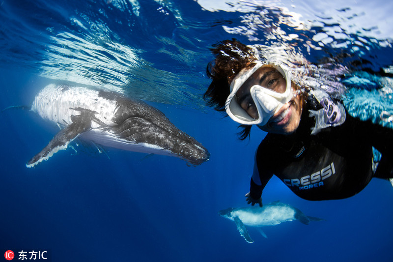 32岁美女摄影师Nadia Aly与一对潜水员前往太平洋汤加海域参观座头鲸，在拍摄潜水员与鲸鱼互动的间隙，胆大的Nadia忙里偷闲与鲸鱼玩起了自拍，她在鱼群中穿梭来去，还与一条距离仅5米的鲸鱼同框合影，胆量十分惊人，而这些庞然大物竟也表现的相当温和，任Nadia拍摄。东方IC