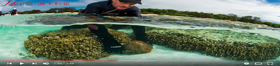 微視澳洲70：大堡礁珊瑚的“試管寶寶”
