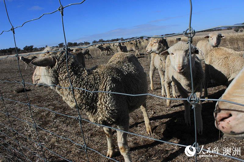 澳大利亚干旱持续 农场被迫出售大量牲畜