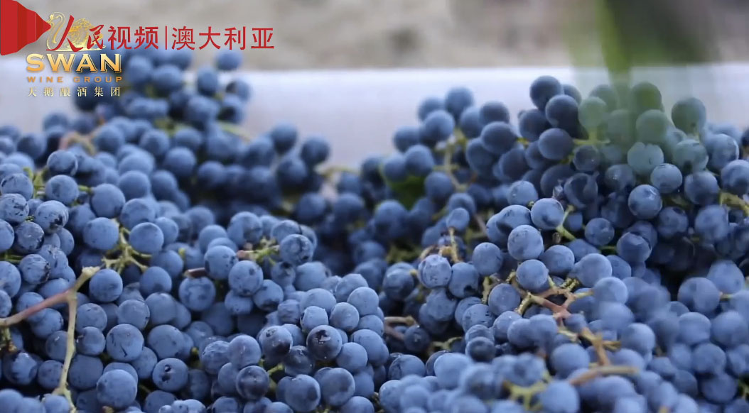 微視澳洲84：中國有望第一葡萄酒進口市場 澳酒庄受益大
