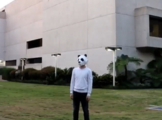 來自中國的“熊貓”尋找考拉的故事