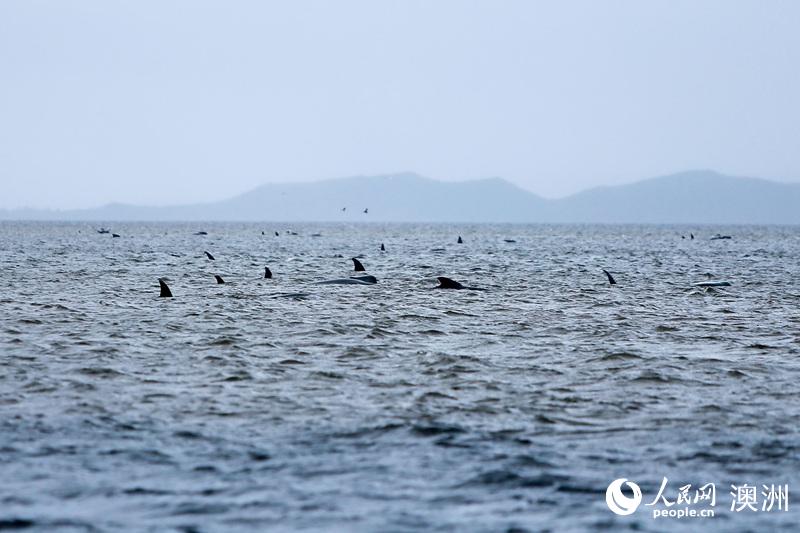 組圖：澳大利亞塔州西海岸發生大規模鯨魚擱淺【6】