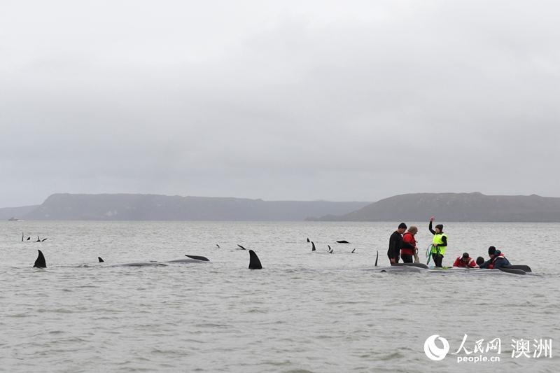 組圖：澳大利亞塔州西海岸發生大規模鯨魚擱淺【3】