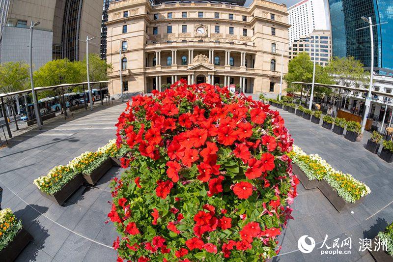 南半球迎春 澳大利亞悉尼市推出生動色彩花卉展【4】
