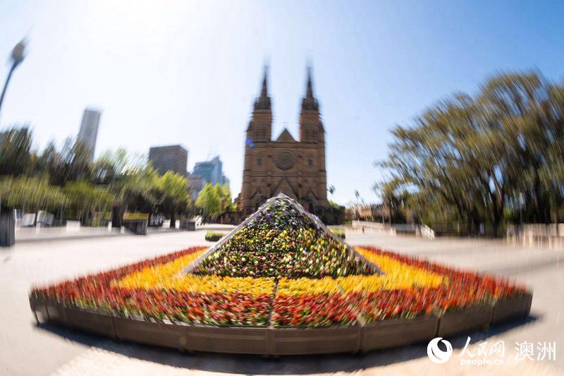 南半球迎春 澳大利亞悉尼市推出生動色彩花卉展【8】