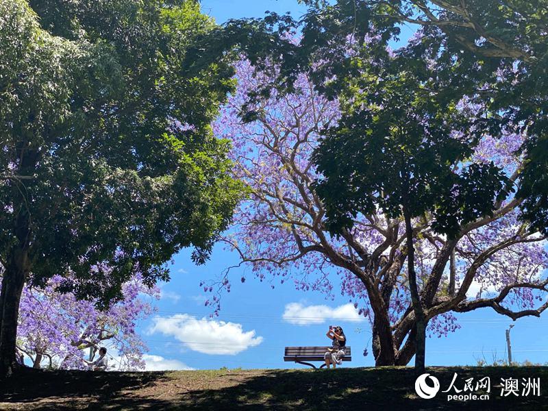 游客坐在藍花楹樹下拍照（攝影 王泉驕）