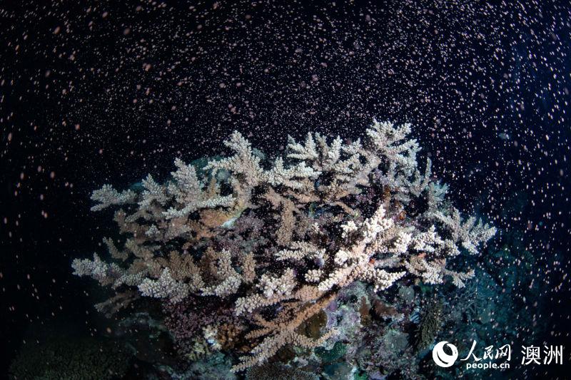 大堡礁附近的珊瑚礁产卵（图片来源：澳大利亚昆士兰旅游及活动推广局）