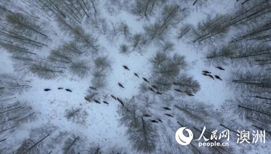 落雪之約  值得萬裡：中國北方冰雪季在新西蘭精彩上線-新疆