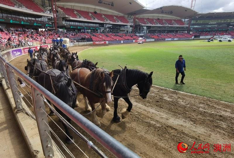 2022悉尼皇家農展會現場准備表演馬術的馬匹 （攝影 趙雪頤）