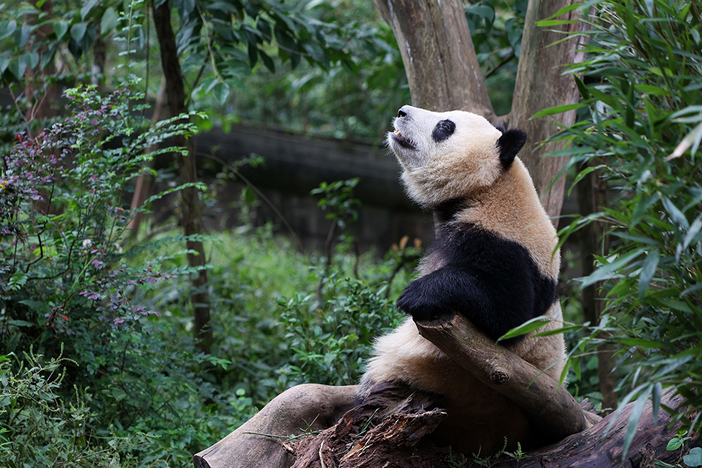 成都大熊貓繁育研究基地恢復開園
