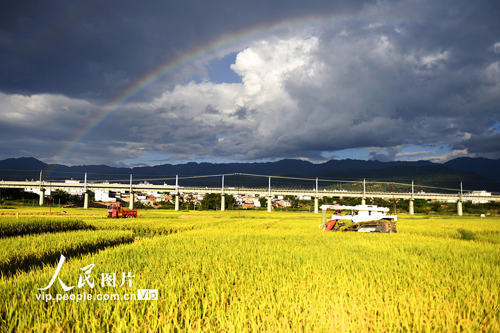 雲南巍山：夏季稻喜獲豐收