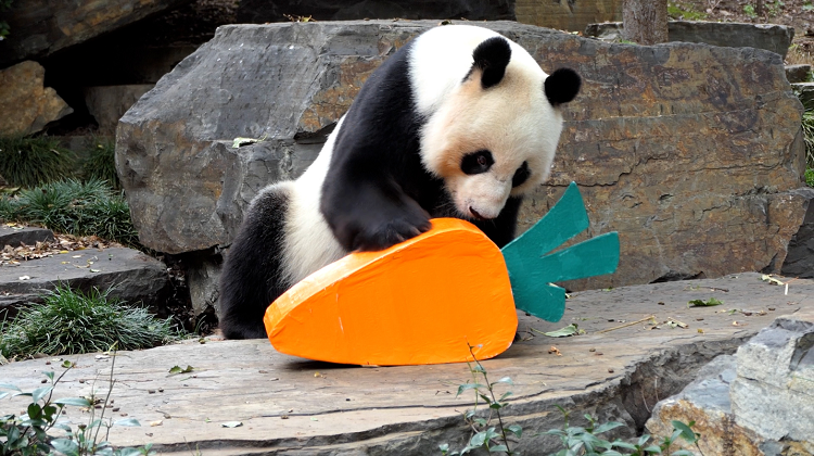 南半球的大熊猫过得怎么样？