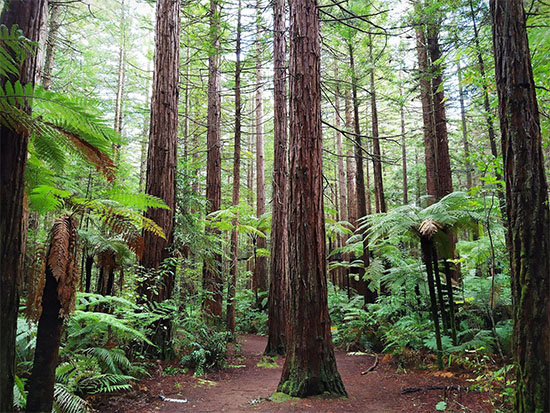 加利福尼亞海岸紅木森林景色（圖片來源：unsplash）