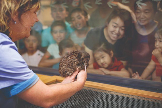 新西蘭奇異鳥孵化中心的工作人員給游客展示幼鳥（圖片來源：Pinterest）
