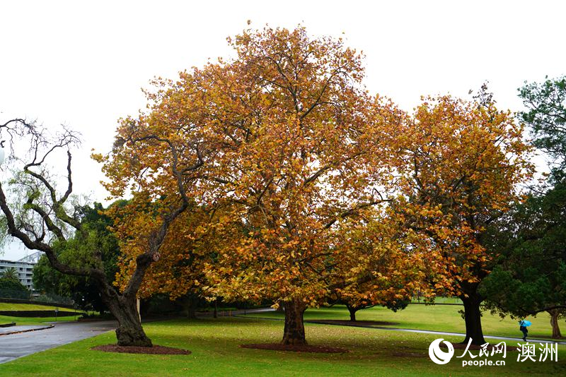 悉尼皇家植物園秋景（攝影 齊悅）