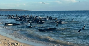  More than 100 pilot whales stranded on Australian beaches, 29 whales confirmed dead